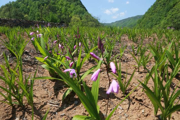 湖北百草堂白芨種植 深耕藥材產(chǎn)業(yè)鏈，共謀農(nóng)業(yè)產(chǎn)業(yè)升級新篇章