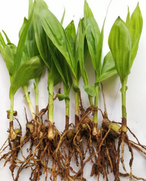 白芨種植全指南 從御貴草到中藥白芨的實(shí)用技術(shù)